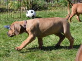 Femelle Rhodesian Ridgeback LOF à vendre
