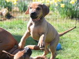 Femelle Rhodesian Ridgeback LOF à vendre