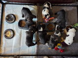 Chiots Bouledogue Français à vendre