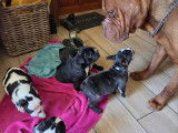 Chiots Bouledogue Français à vendre