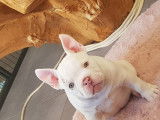 Chiots American Bully micro à vendre