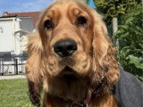 Ugo, mâle Cocker spaniel disponible pour saillie