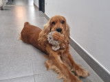 Ugo, mâle Cocker spaniel disponible pour saillie