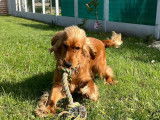 Ugo, mâle Cocker spaniel disponible pour saillie