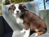 Chiot femelle Berger Américain Miniature à vendre (LOF)