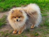 Chiot mâle Spitz Nain Pomeranian LOF disponible à la vente
