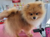 Chiot mâle Spitz Nain Pomeranian LOF disponible à la vente