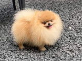 Chiot mâle Spitz Nain Pomeranian LOF disponible à la vente