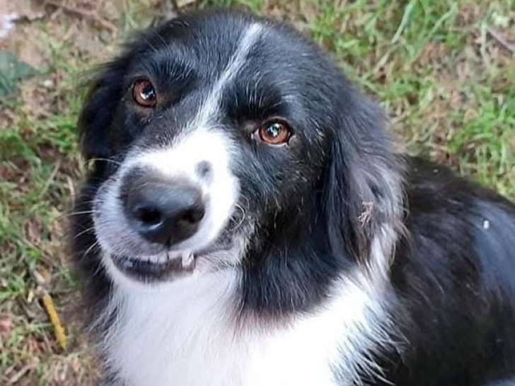 Chien femelle Border Collie à réserver (LOF)