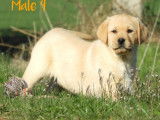 À vendre, 3 chiots mâles Labradors (LOF)