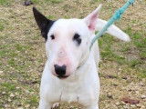 Chien adulte Bull Terrier Miniature LOF à réserver