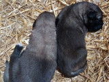 À réserver : 2 chiots Berger Kangal (LOF)