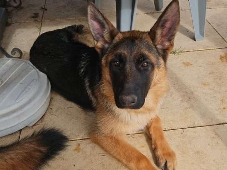 Chiot femelle Berger Allemand LOF en vente