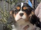 1 chiot femelle Cavalier King Charles disponible à la vente (LOF)
