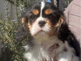 1 chiot femelle Cavalier King Charles disponible à la vente (LOF)