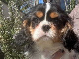 1 chiot femelle Cavalier King Charles disponible à la vente (LOF)