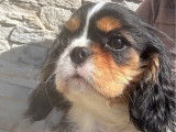 1 chiot femelle Cavalier King Charles disponible à la vente (LOF)