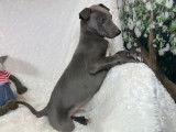 8 chiots Whippet LOF disponibles à la réservation