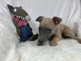 8 chiots Whippet LOF disponibles à la réservation