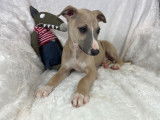 8 chiots Whippet LOF disponibles à la réservation