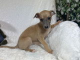 8 chiots Whippet LOF disponibles à la réservation