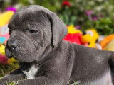 7 chiots Cane Corso LOF disponibles à la réservation