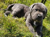 7 chiots Cane Corso LOF disponibles à la réservation