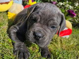 7 chiots Cane Corso LOF disponibles à la réservation