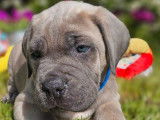 7 chiots Cane Corso LOF disponibles à la réservation