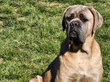 7 chiots Cane Corso LOF disponibles à la réservation