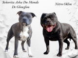 Chiots Staffordshire Bull Terrier LOF à réserver