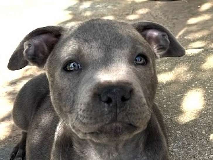 Chiots Staffordshire Bull Terrier LOF à réserver