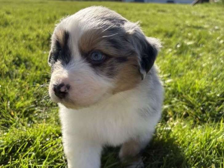 À réserver 4 chiots Bergers Australiens (LOF)