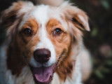 Chienne Berger Australien LOF de 6 ans à vendre
