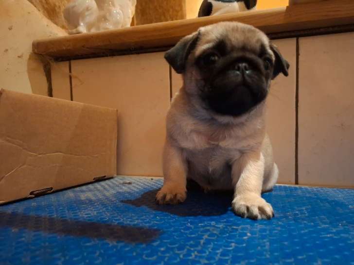 À vendre un chiot mâle Carlin de couleur sable (LOF)