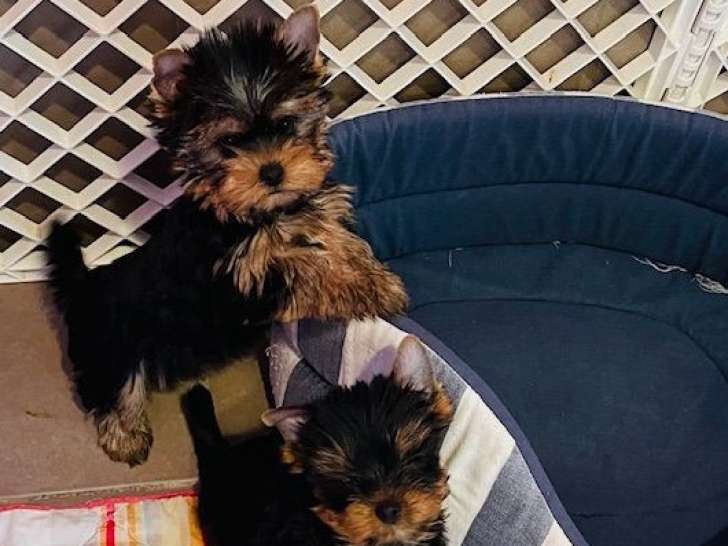 4 chiots mâles Yorkshire Terriers LOF à réserver