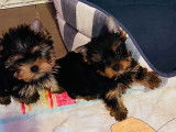 4 chiots mâles Yorkshire Terriers LOF à réserver