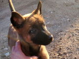 2 chiots femelles Bergers Belges Malinois LOF à réserver