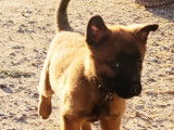 2 chiots femelles Bergers Belges Malinois LOF à réserver