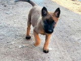 2 chiots femelles Bergers Belges Malinois LOF à réserver