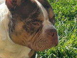 Chien adulte American Bully Pocket tricolore pour saillie (LOF)