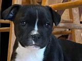 Un chiot mâle Staffordshire Bull Terrier LOF à vendre