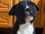 Un chiot mâle Staffordshire Bull Terrier LOF à vendre