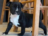 Un chiot mâle Staffordshire Bull Terrier LOF à vendre