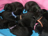 Superbes chiots Berger Allemand à vendre