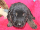 Superbes chiots Berger Allemand à vendre