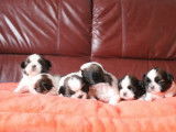 6 chiots Shih Tzu fauve LOF disponibles à la réservation