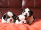 6 chiots Shih Tzu fauve LOF disponibles à la réservation
