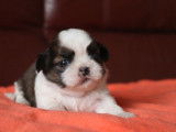 6 chiots Shih Tzu fauve LOF disponibles à la réservation