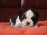 6 chiots Shih Tzu fauve LOF disponibles à la réservation